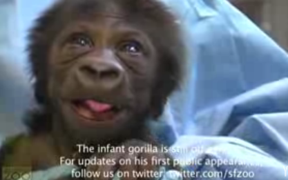 Baby Gorilla Is Freaky Cute
