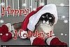 Cat Forced to Wear Santa Booties