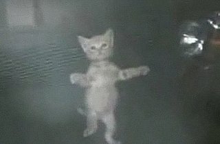 Spider-Cat Is My New Favorite Animal Hybrid