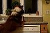 Doggie Is Excited About Hanukkah!