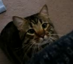 Hungry Cat Attacks Owner