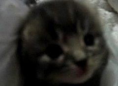 Sneezing Kitty Sneezing Kitty