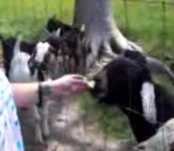 Talking Goat Won't Shut Up