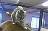 Cat Loves Horse 2008-04-20 02:00:00