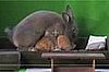 Bunnies Are Lovers, Not Actors