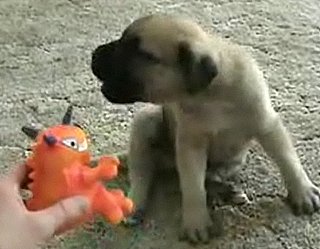 Cute Alert! Pup and Squish Toy Make Some Noise