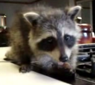 Raccoon Loves Him Some Caramel