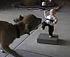 Chihuahua Versus Karate Toy