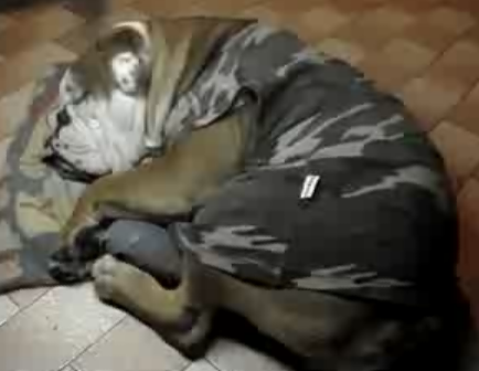 Snoring Bulldog Wakes to Eat
