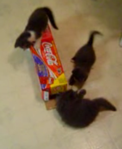 Kitty Play With Coke Box