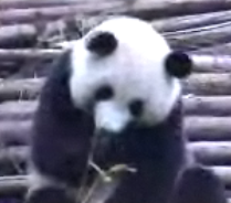 Sneezing Panda On a Roll Sneezing Panda On a Roll