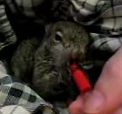 Rescued Baby Squirrel Rescued Baby Squirrel