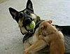 Little Pup Fights With Big Dog