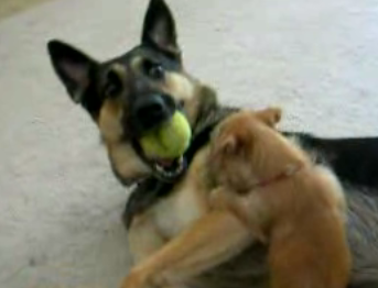 Little Pup Fights With Big Dog