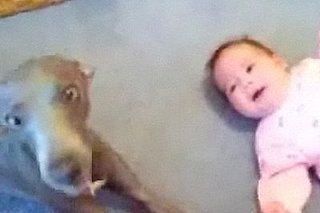 Dog Howls to Hush Baby