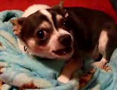 Chihuahua Doesn't Want to Go to Bed