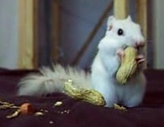 Albino Squirrel Nibbles on Peanuts Albino Squirrel Nibbles on Peanuts
