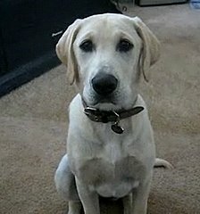 Dog Fetches Beer Dog Fetches Beer