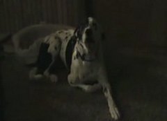 Singing Dog Singing Dog