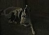 Singing Dog