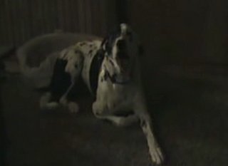 Singing Dog