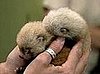 Two Red Pandas Born in Zoo