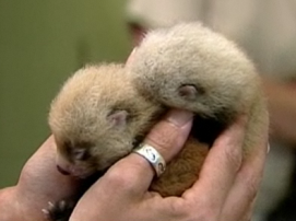 Two Red Pandas Born in Zoo