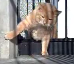 Fat Cat Squeezes Through Fence