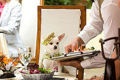Beverly Hills Chihuahua Trailer Beverly Hills Chihuahua Trailer