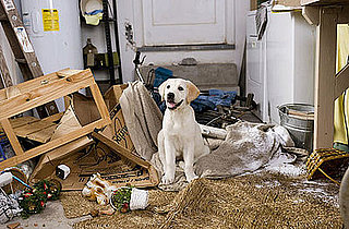 Box Office: Marley Chews Up the Competition