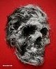 Skull-A-Day Features a Different Skull Every Day