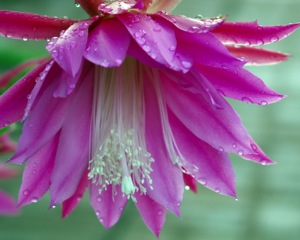 Download of the Day: Ninon Flowers Screensaver