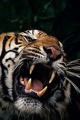GRAWWWRR! Laptop Bags Inspired by the Jungle GRAWWWRR! Laptop Bags Inspired by the Jungle