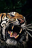 GRAWWWRR! Laptop Bags Inspired by the Jungle 