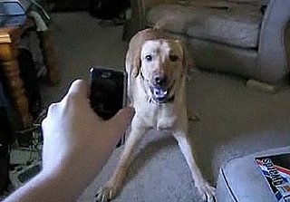 Dog Not That Into Technology