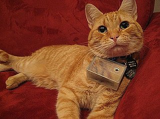 Introducing Cooper, Cat Photographer