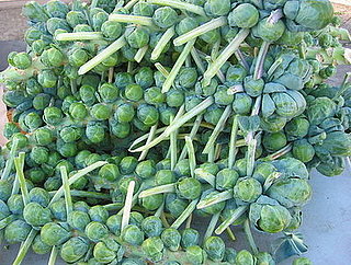 In Season: Brussels Sprouts