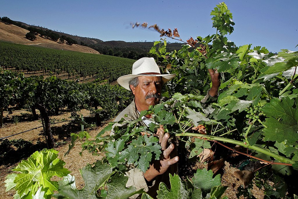 Sonoma and Mendocino Wine Regions Prepare For Dry Spell Sonoma and Mendocino Wine Regions Prepare For Dry Spell