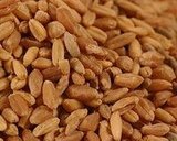 Wheat Berry-Smoked Gouda Salad Wheat Berry-Smoked Gouda Salad