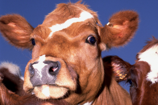 US Government Seeks to Overturn Ruling That Allows Meatpackers the Ability to Test More Cows for Mad Cow Disease US Government Seeks to Overturn Ruling That Allows Meatpackers the Ability to Test More Cows for Mad Cow Disease
