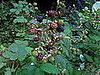 It's Blackberry Season!