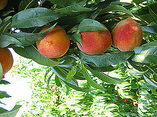 What's In Season: Peaches