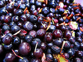 All the News That's Fit to Eat — August 27, 2008
