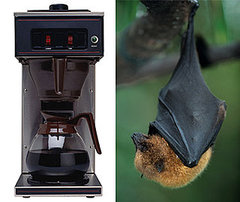 Woman's Coffee Goes Batty