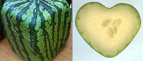 Love It or Hate It: Fruit Molds