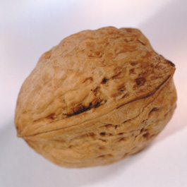 Match the Nut Shell to the Nut! Match the Nut Shell to the Nut!