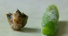 Woman Finds Mouse Head in Frozen Green Beans Woman Finds Mouse Head in Frozen Green Beans