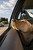 Road Trip Tips For You And Your Pet
