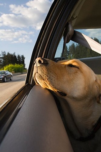 Road Trip Tips For You And Your Pet