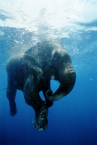 Ancient Elephant Relatives Lived in Water Ancient Elephant Relatives Lived in Water